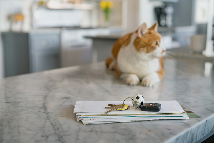 Cat sits on top of a kitchen counter.